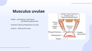 Uvulae introduction Anatomy of soft palate.pptx