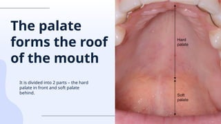 introduction Anatomy of soft palate.pptx