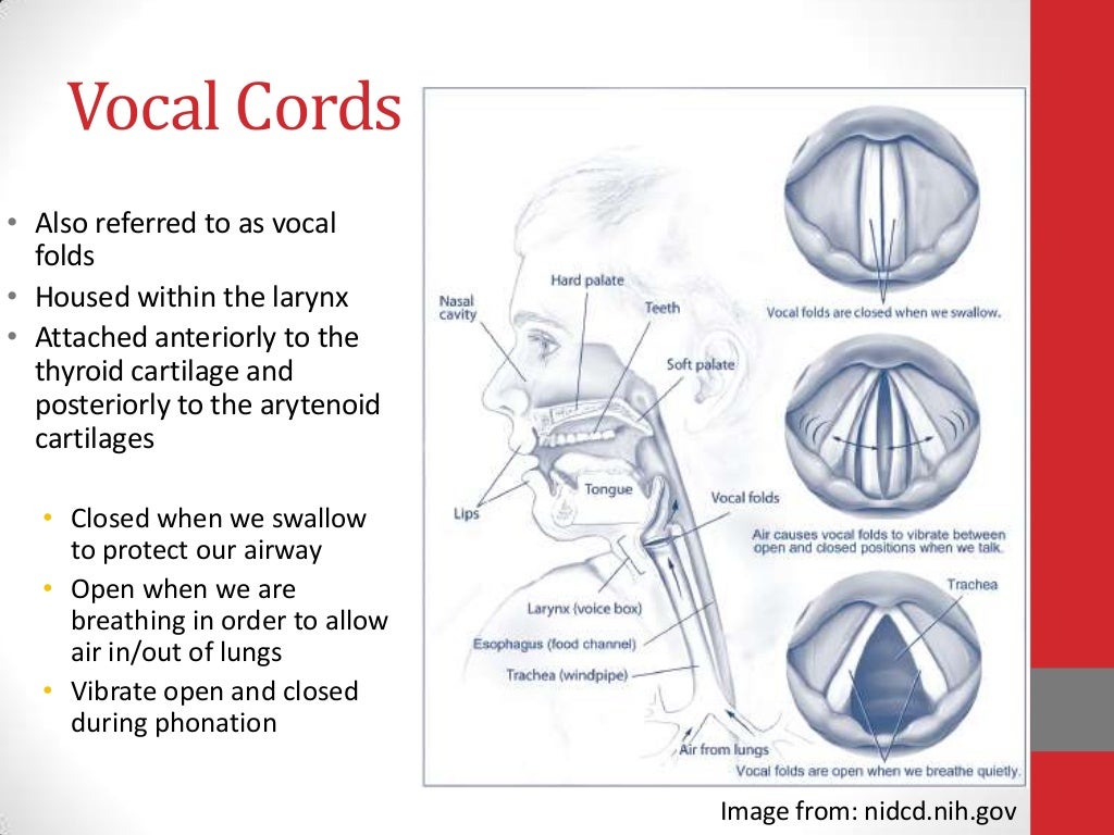 Anatomy of speech production