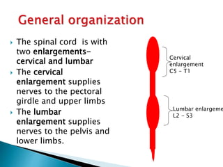 Anatomy of spine for spinal anaesthesia | PPTX