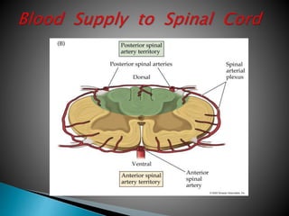 Anatomy of spine for spinal anaesthesia | PPTX