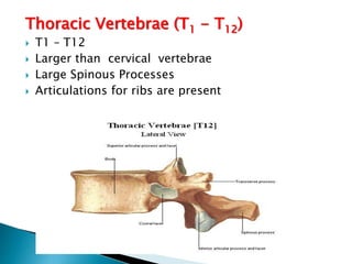 Anatomy of spine for spinal anaesthesia | PPTX