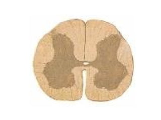 Anatomyofspinalcord 100513043651-phpapp01 | PPT