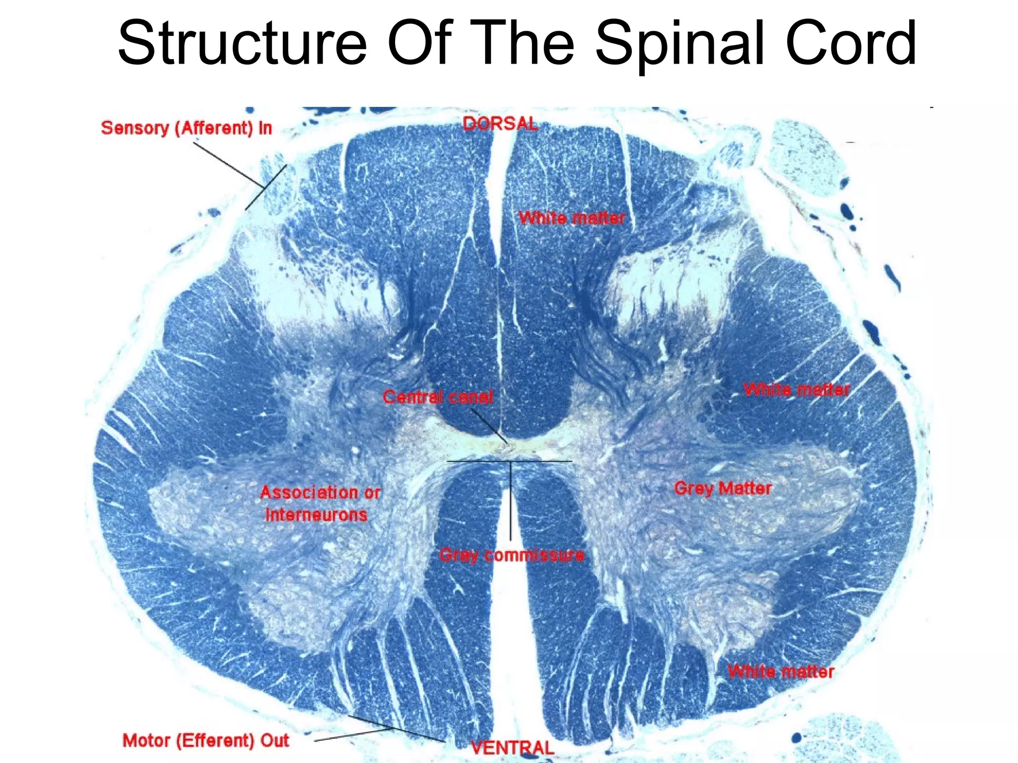 Structure Of The Spinal Cord 