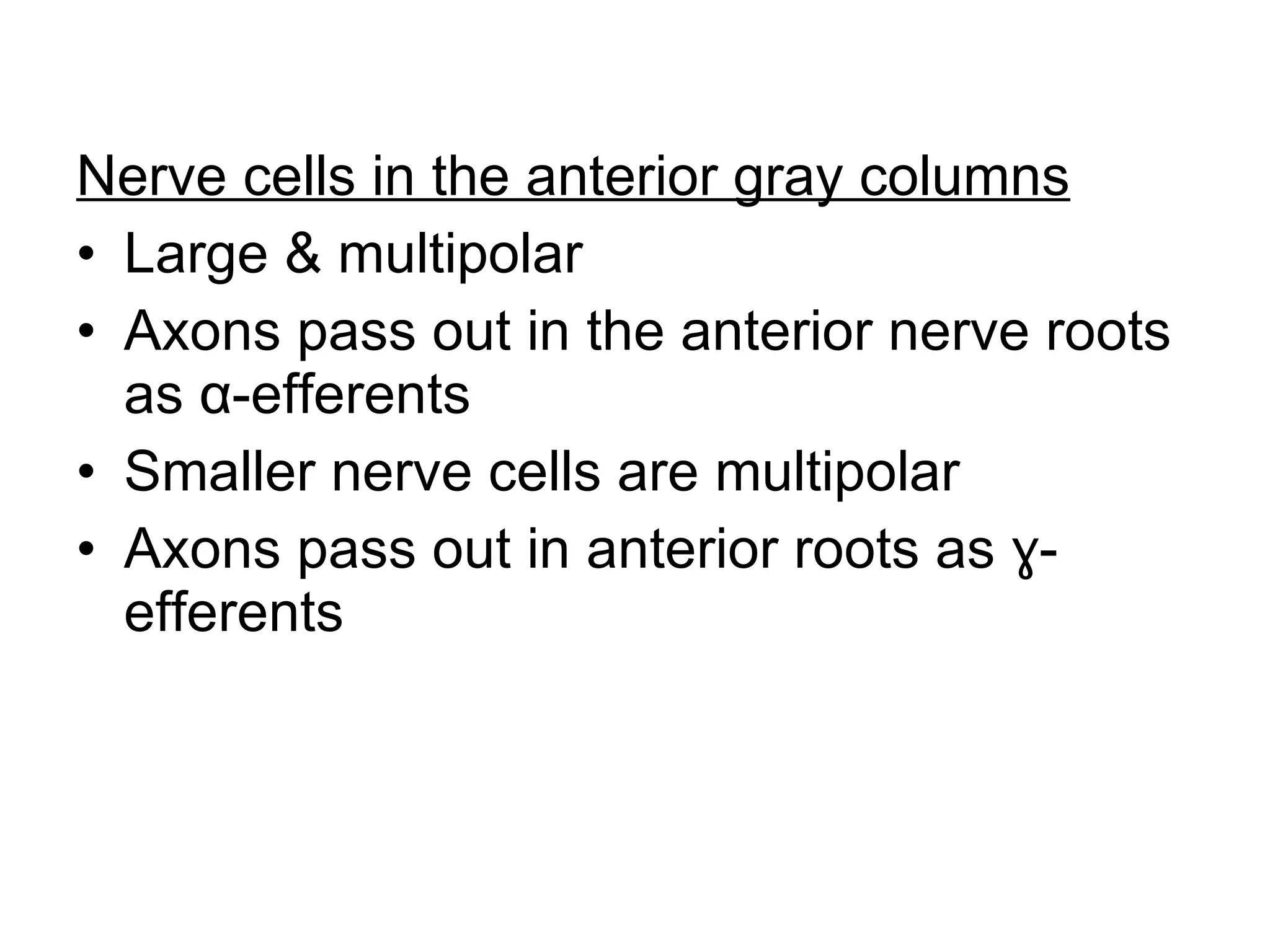 Nerve cells in the anterior gray columns Large & multipolar Axons pass out in the anterior nerve roots as  α -efferents Smaller nerve cells are multipolar Axons pass out in anterior roots as ɣ-efferents 