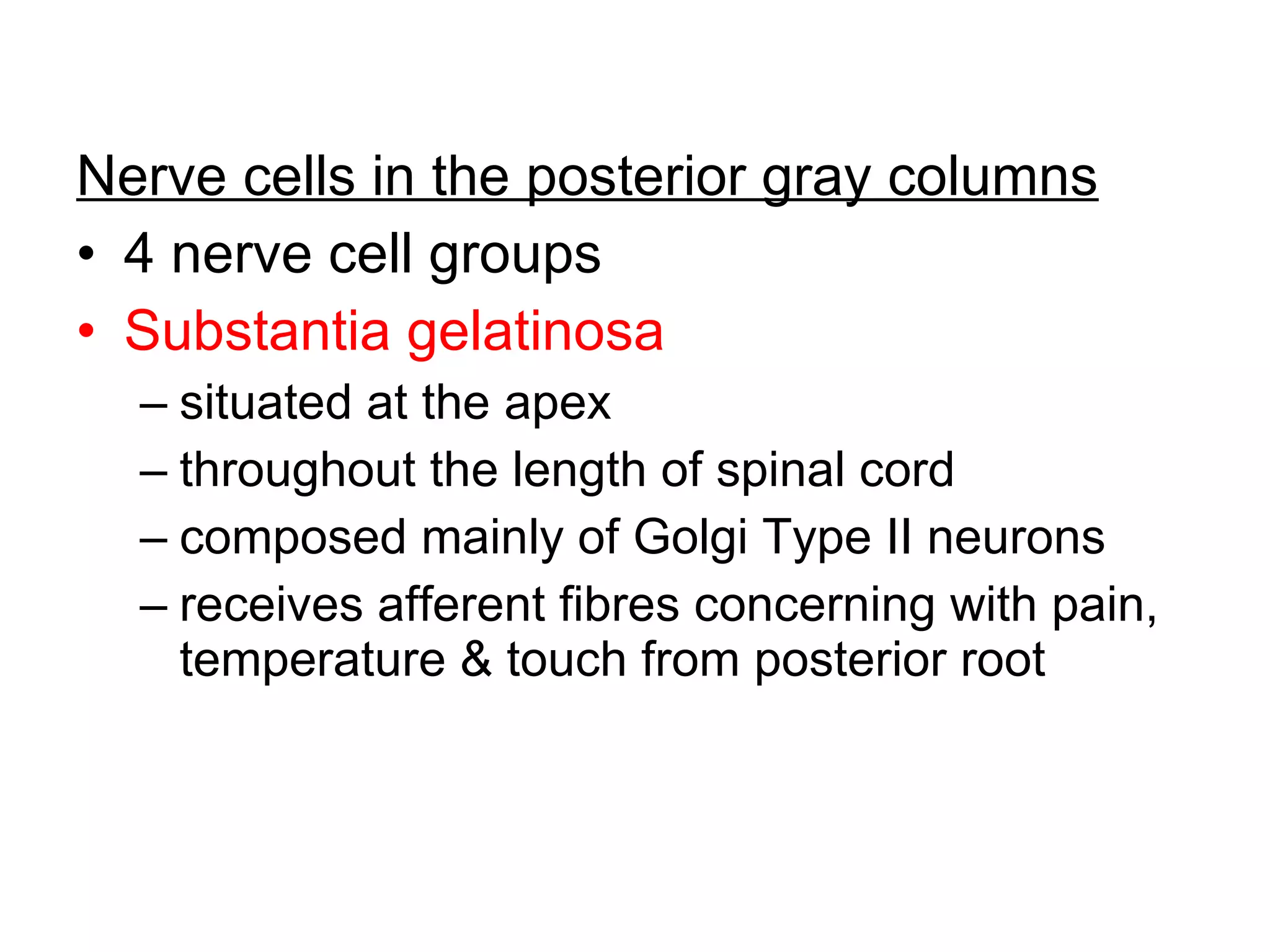 Nerve cells in the posterior gray columns 4 nerve cell groups Substantia gelatinosa situated at the apex throughout the length of spinal cord composed mainly of Golgi Type II neurons receives afferent fibres concerning with pain, temperature & touch from posterior root 