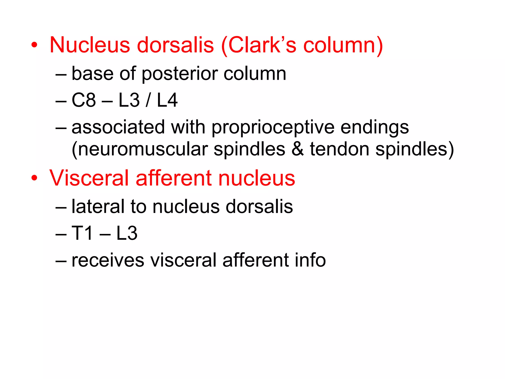 Nucleus dorsalis (Clark’s column) base of posterior column C8 – L3 / L4 associated with proprioceptive endings (neuromuscular spindles & tendon spindles) Visceral afferent nucleus lateral to nucleus dorsalis T1 – L3 receives visceral afferent info 
