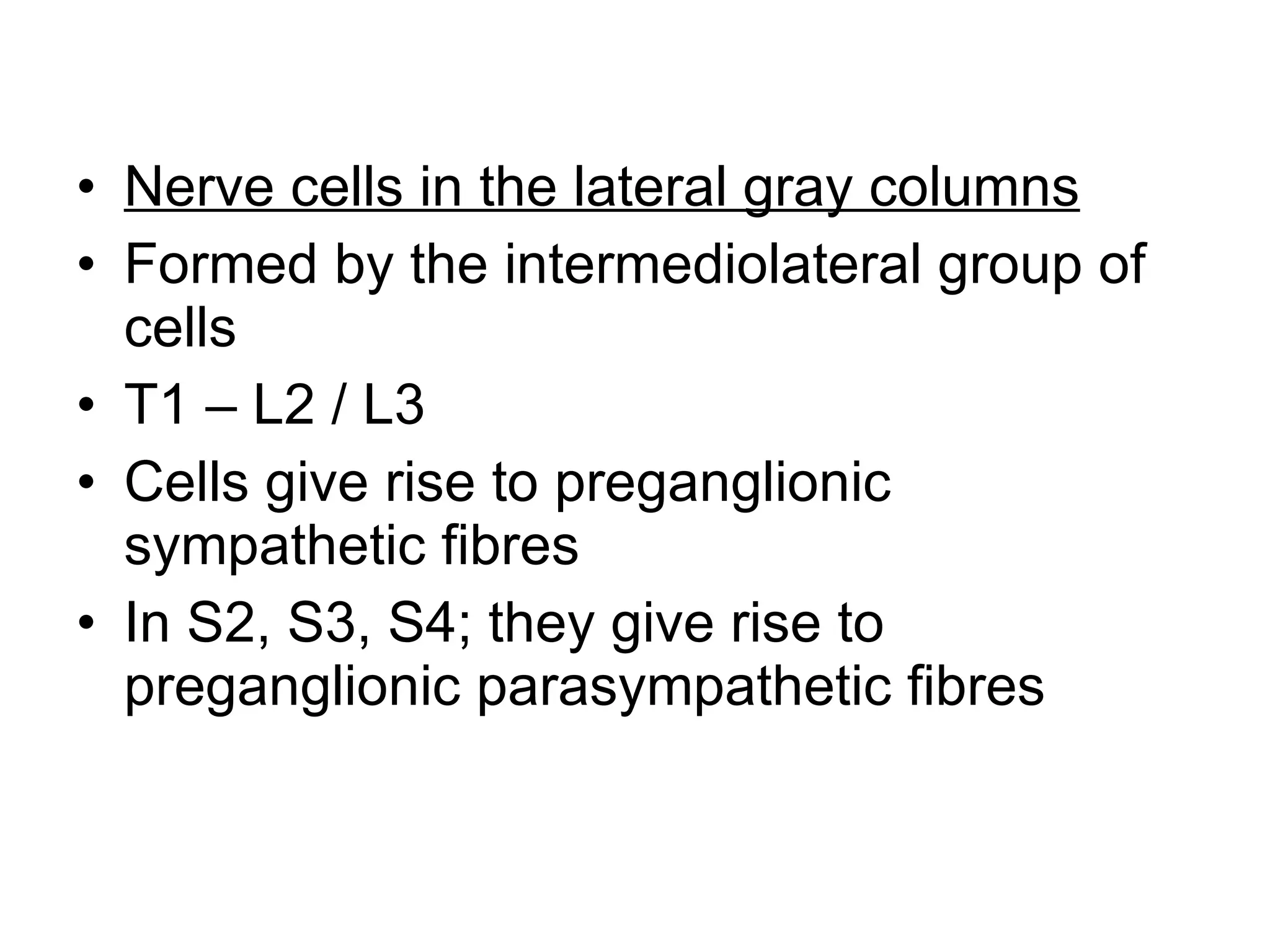Nerve cells in the lateral gray columns Formed by the intermediolateral group of cells T1 – L2 / L3 Cells give rise to preganglionic sympathetic fibres In S2, S3, S4; they give rise to preganglionic parasympathetic fibres 