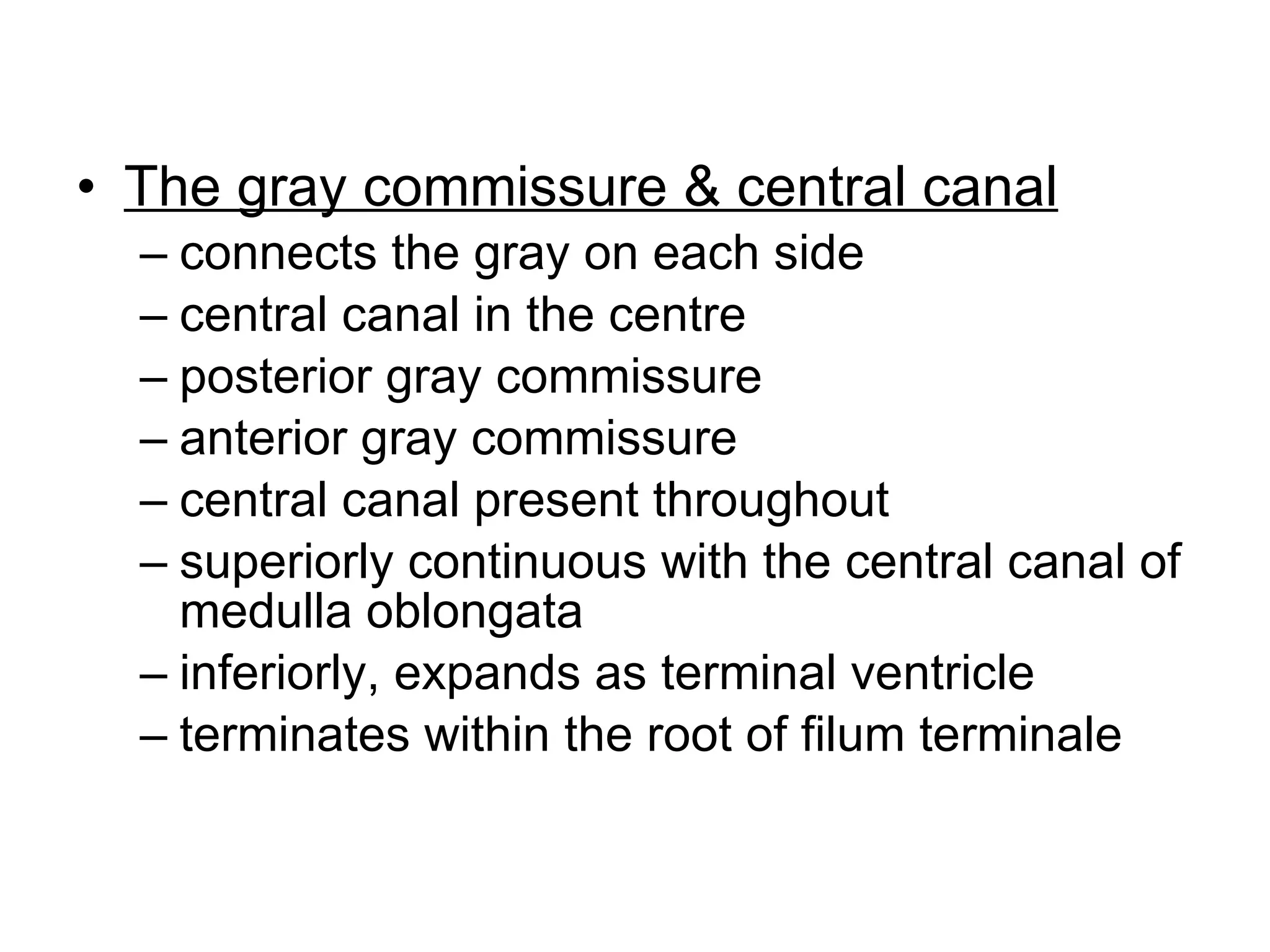 The gray commissure & central canal connects the gray on each side central canal in the centre posterior gray commissure anterior gray commissure central canal present throughout superiorly continuous with the central canal of medulla oblongata inferiorly, expands as terminal ventricle terminates within the root of filum terminale 