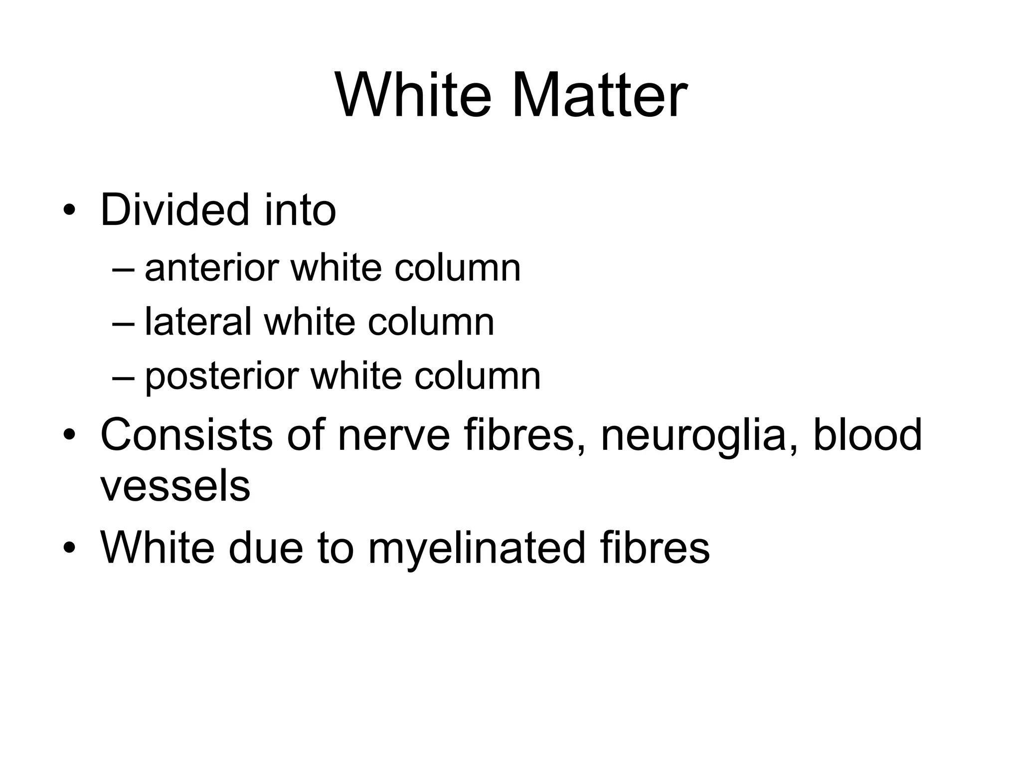 White Matter Divided into anterior white column lateral white column posterior white column Consists of nerve fibres, neuroglia, blood vessels White due to myelinated fibres 