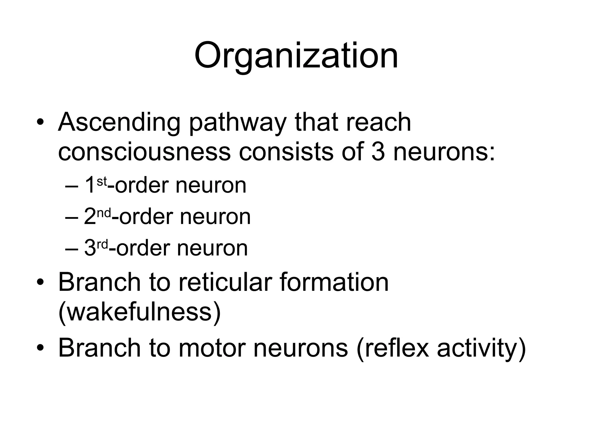 Organization Ascending pathway that reach consciousness consists of 3 neurons: 1 st -order neuron 2 nd -order neuron 3 rd -order neuron Branch to reticular formation (wakefulness) Branch to motor neurons (reflex activity) 