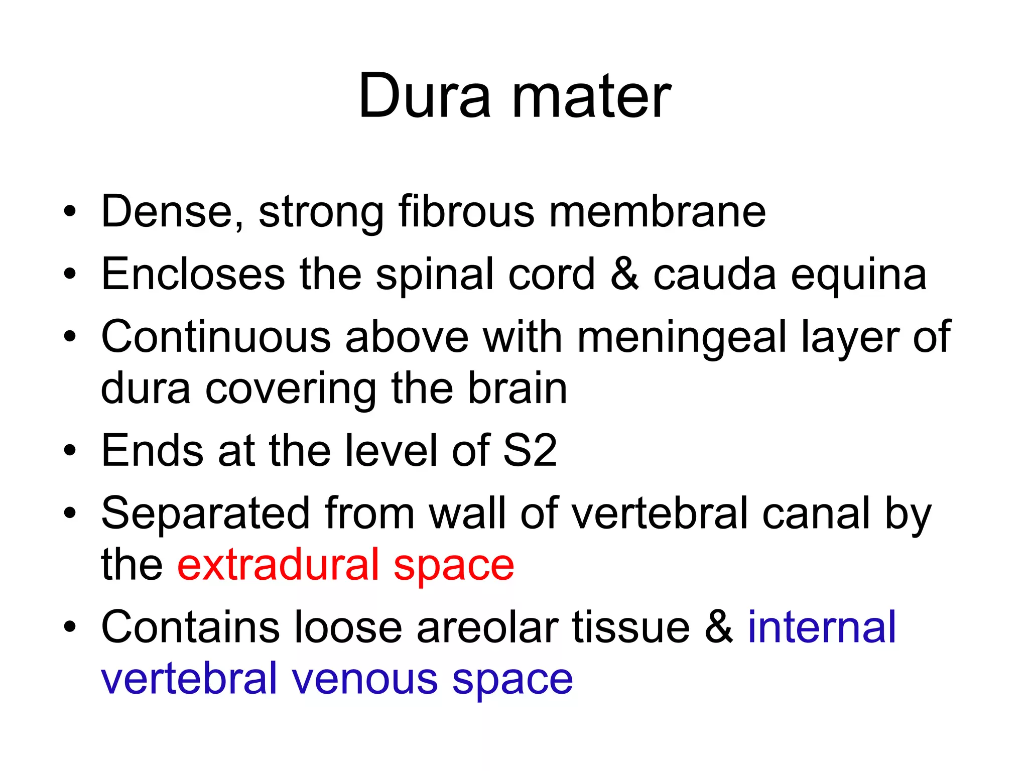 Dura mater Dense, strong fibrous membrane Encloses the spinal cord & cauda equina Continuous above with meningeal layer of dura covering the brain Ends at the level of S2 Separated from wall of vertebral canal by the  extradural space Contains loose areolar tissue &  internal vertebral venous space 