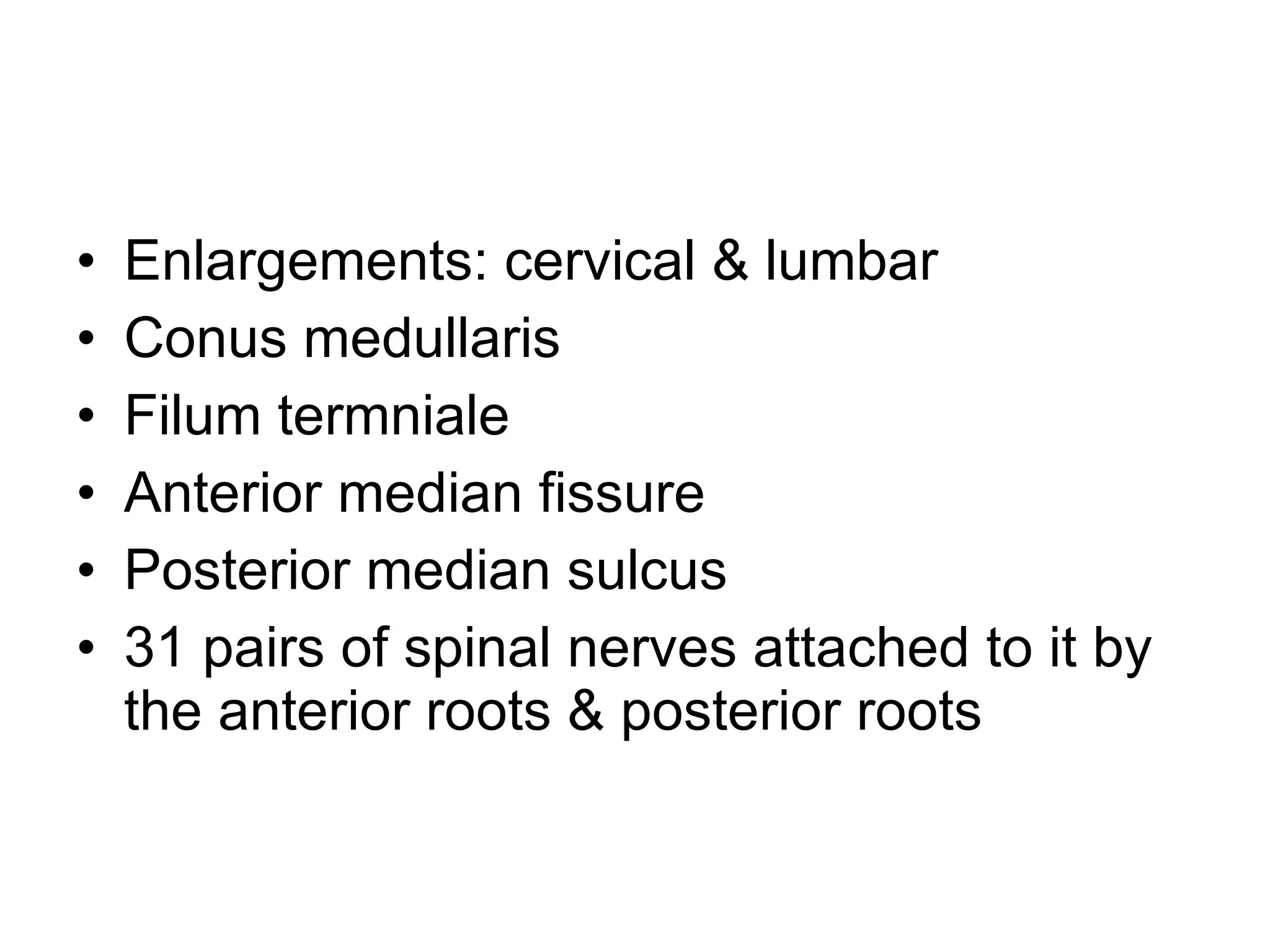 Enlargements: cervical & lumbar Conus medullaris Filum termniale Anterior median fissure Posterior median sulcus 31 pairs of spinal nerves attached to it by the anterior roots & posterior roots 