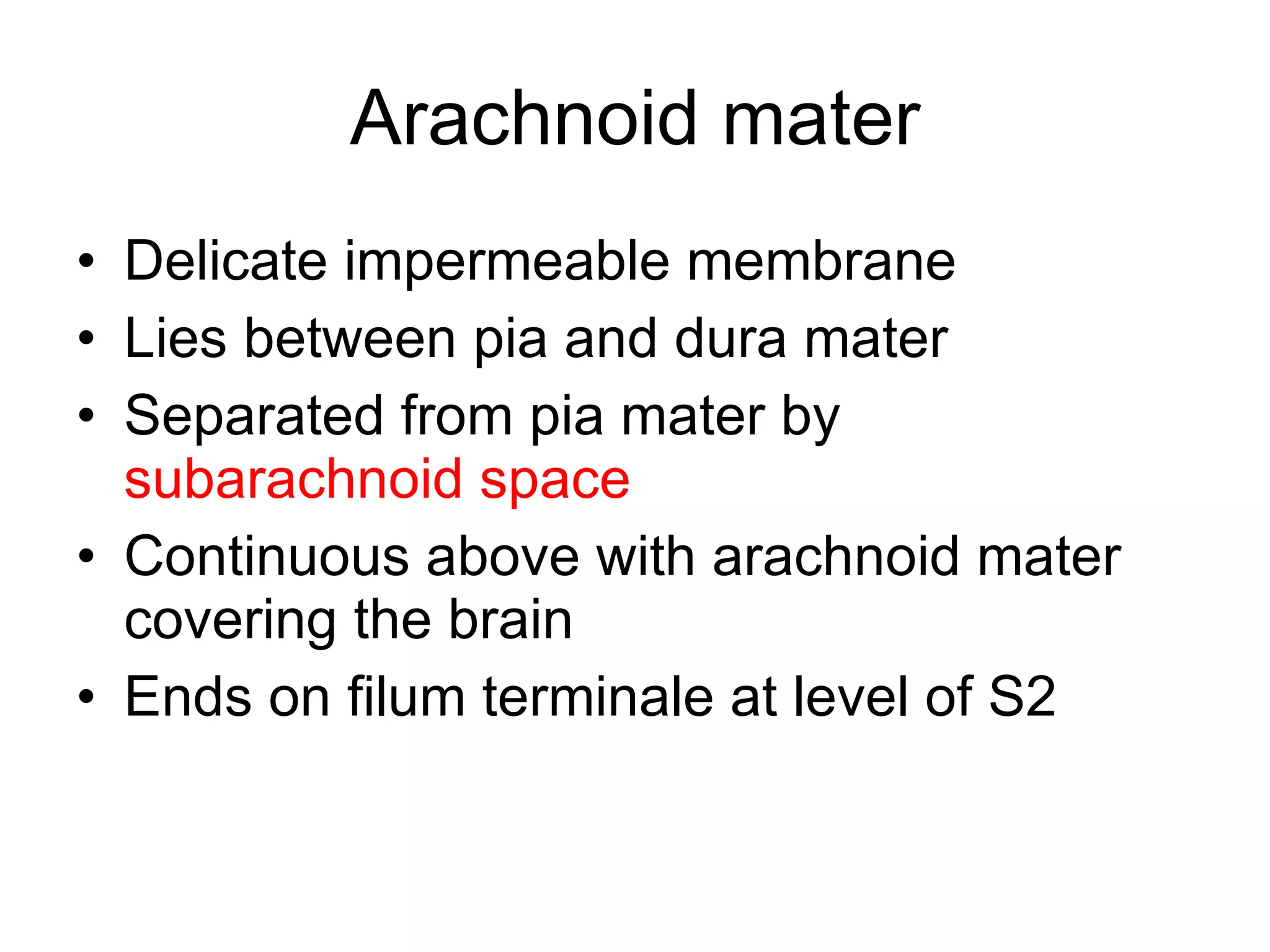 Arachnoid mater Delicate impermeable membrane Lies between pia and dura mater Separated from pia mater by  subarachnoid space Continuous above with arachnoid mater covering the brain Ends on filum terminale at level of S2 