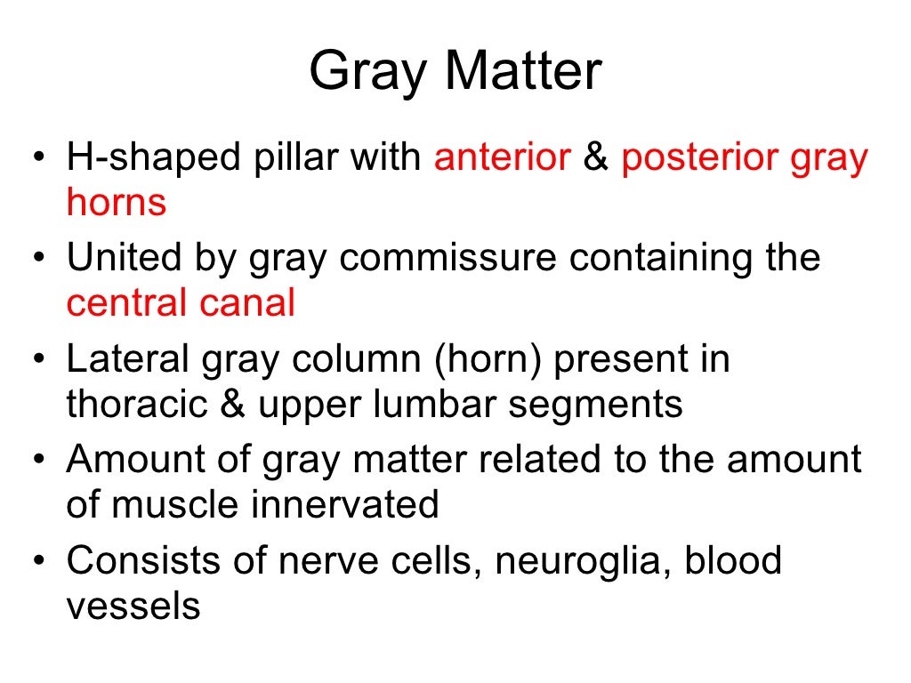 Anatomy of spinal cord