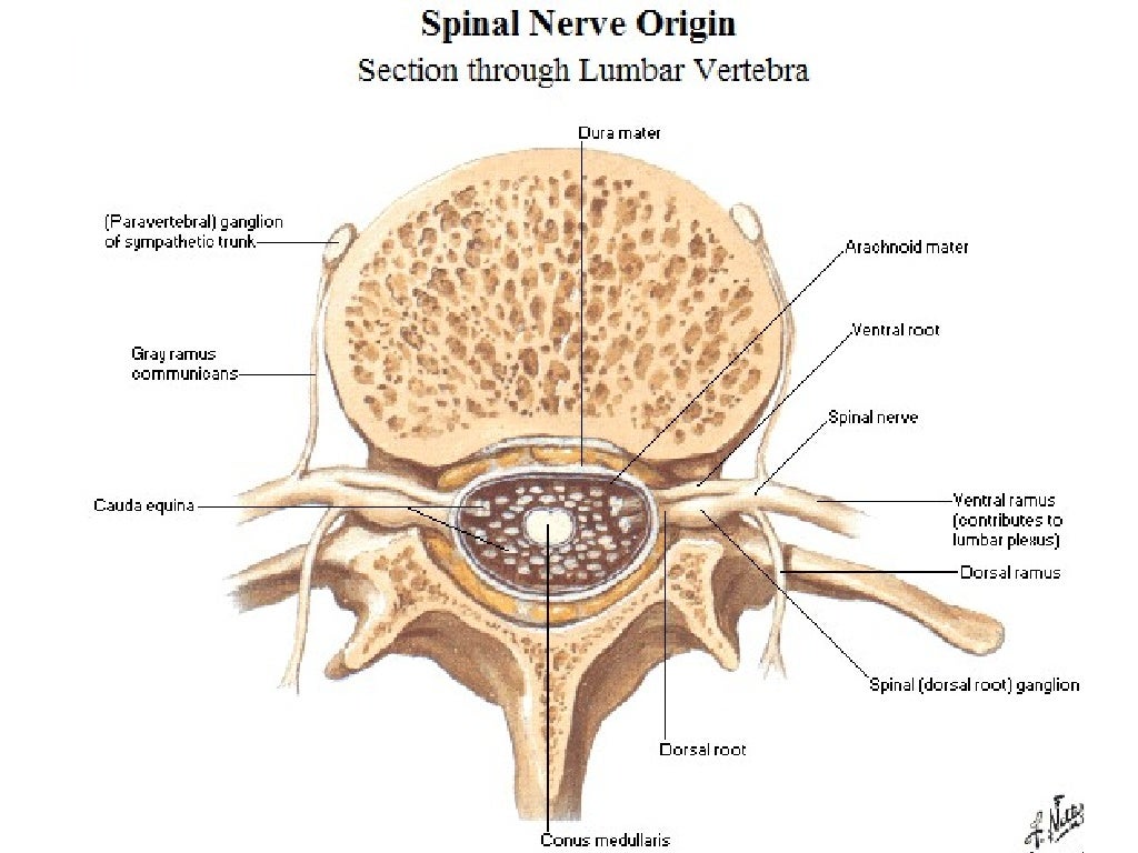 Anatomy of spinal cord