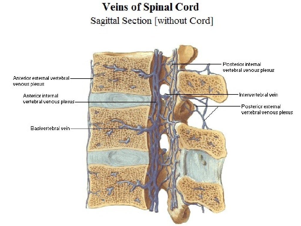 Anatomy of spinal cord