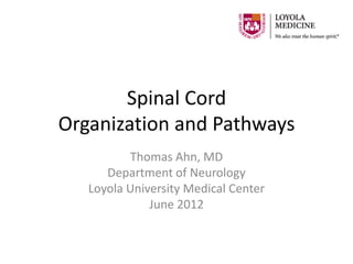 Spinal Cord
Organization and Pathways
          Thomas Ahn, MD
      Department of Neurology
   Loyola University Medical Center
              June 2012
 