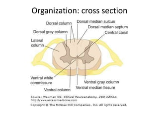 anterior commissure spinal cord