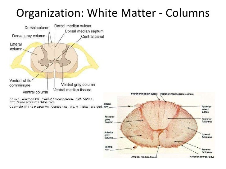 Anatomy of spinal cord