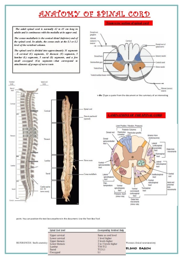 Ppt Spinal Cord Reflexes Powerpoint Presentation Id