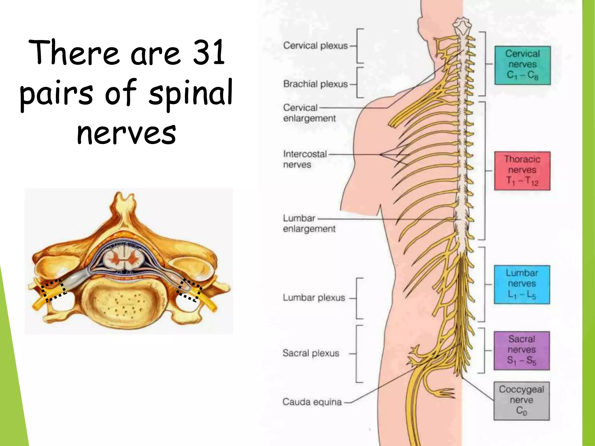 Spinal Presentation Anatomy of spinal cord.ppt