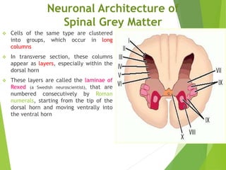 Rex Lamina Anatomy of spinal cord.ppt