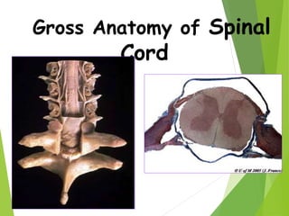 Ppt Anatomy And Function Of The Spinal Cord And Nerves