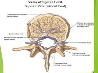 Spinal Presentation Anatomy of spinal cord.ppt