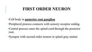 The external and internal anatomy of the spinalcord | PPTX