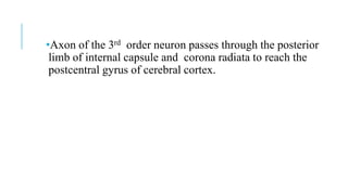 The external and internal anatomy of the spinalcord | PPTX