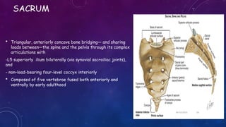 anatomy of spinal cord anatomy and functional str.pptx