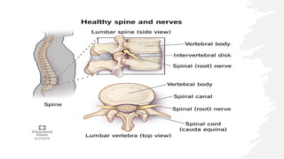 ANATOMY OF SPINAL CORD AND VERTEBRAL COLUMN.pptx