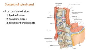 ANATOMY OF SPINAL CORD AND VERTEBRAL COLUMN.pptx