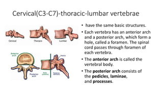 Anatomy of Spine pptx | PPTX
