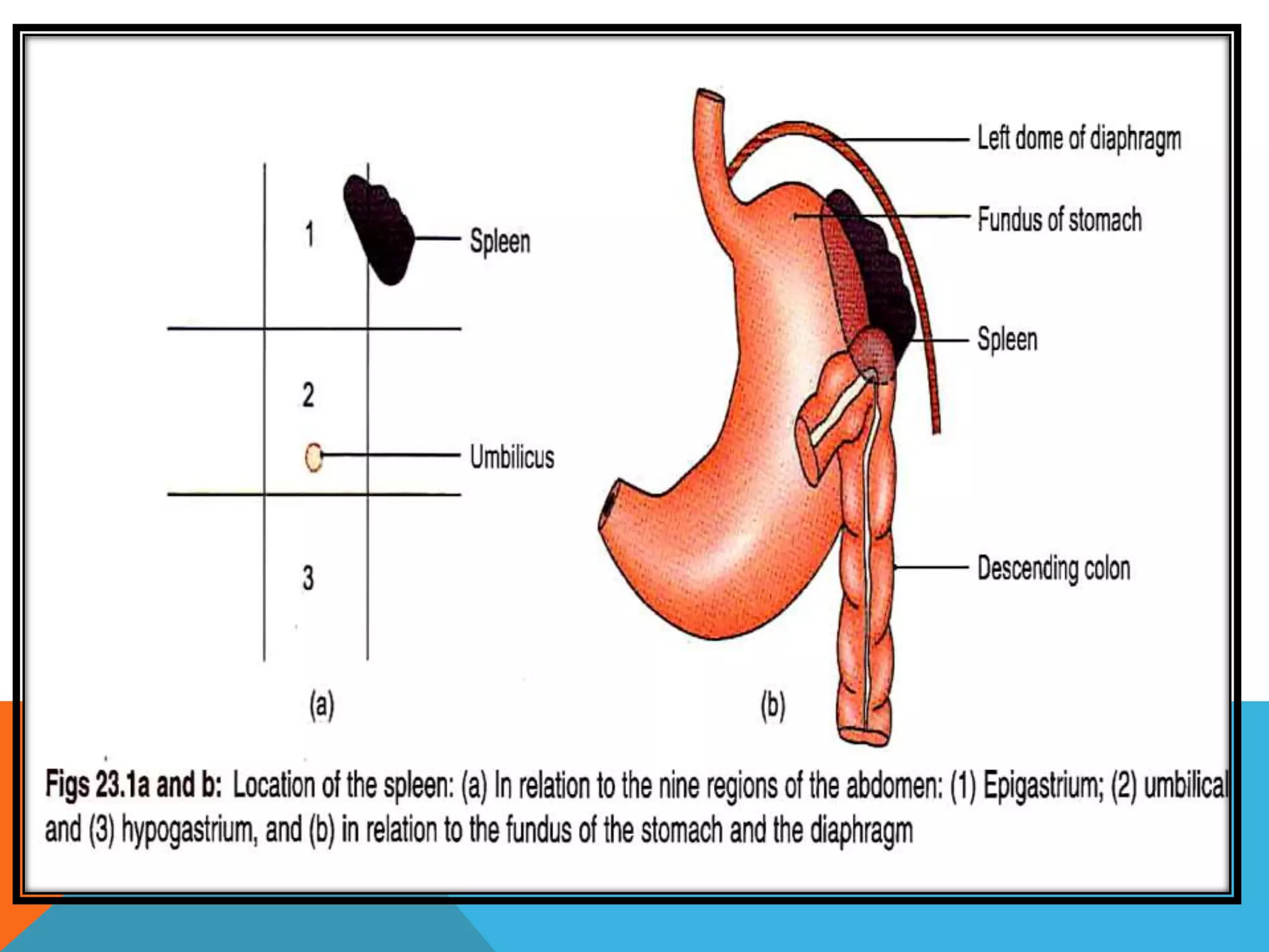 Anatomy of spleen | PPTX