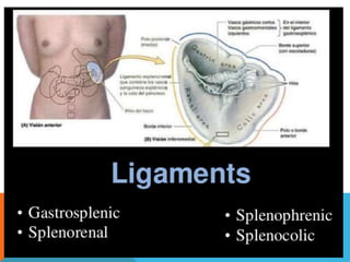Anatomy of spleen | PPTX