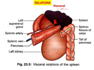 Splenic Fixurfe Spleen At Splenic Flexure