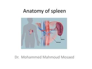 Anatomy of spleen
Dr. Mohammed Mahmoud Mosaed
 