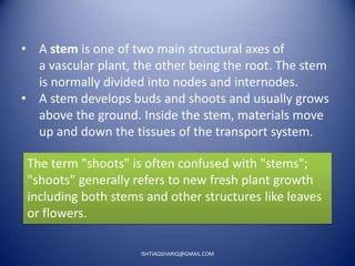 Anatomy of stem,root and leaf of rice | PPTX