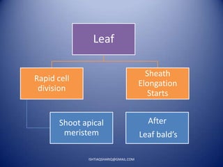 Anatomy of stem,root and leaf of rice | PPTX