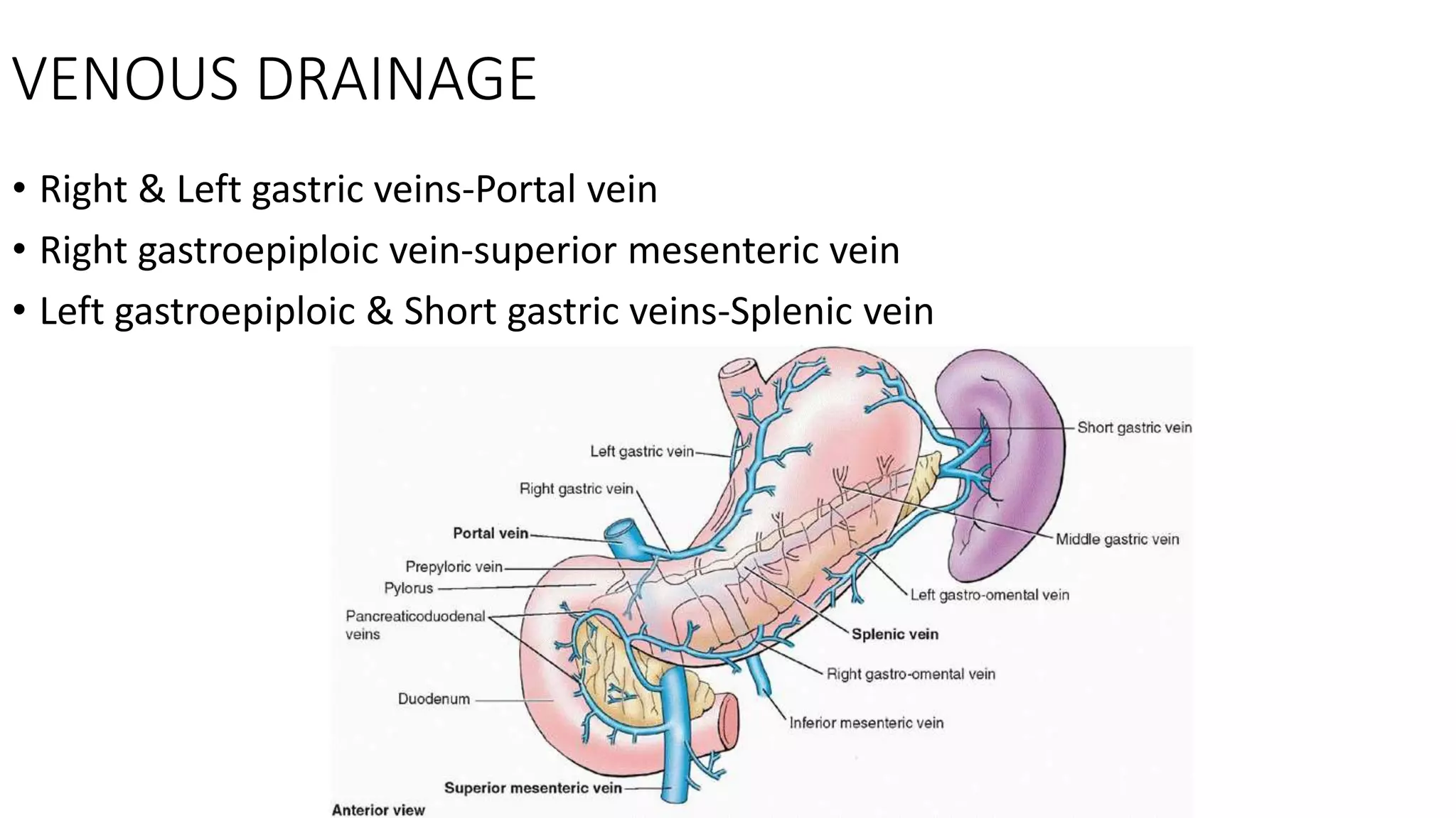 VENOUS DRAINAGE
• Right & Left gastric veins-Portal vein
• Right gastroepiploic vein-superior mesenteric vein
• Left gastroepiploic & Short gastric veins-Splenic vein
 
