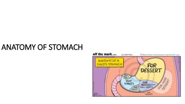 anatomy of stomach