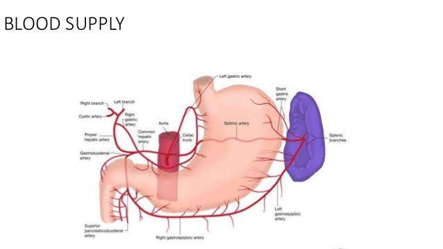 anatomy of stomach anatomy of stomach