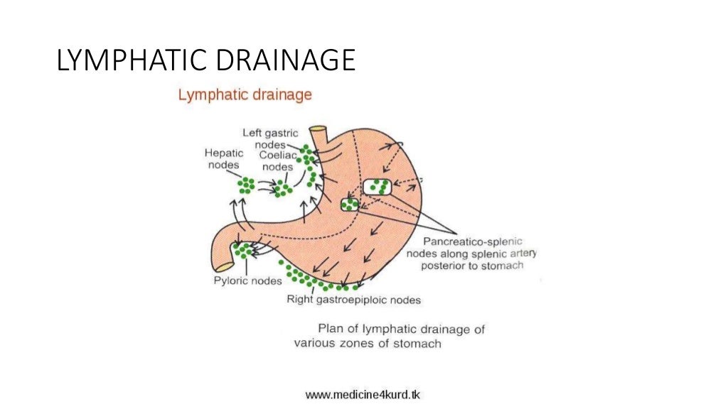 Anatomy of stomach