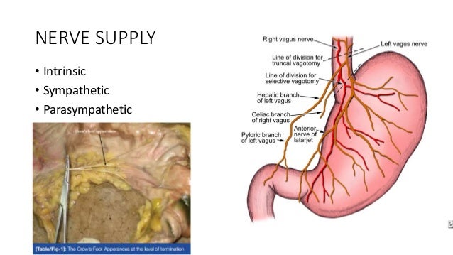 anatomy of stomach anatomy of stomach