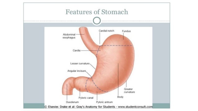 anatomy of stomach