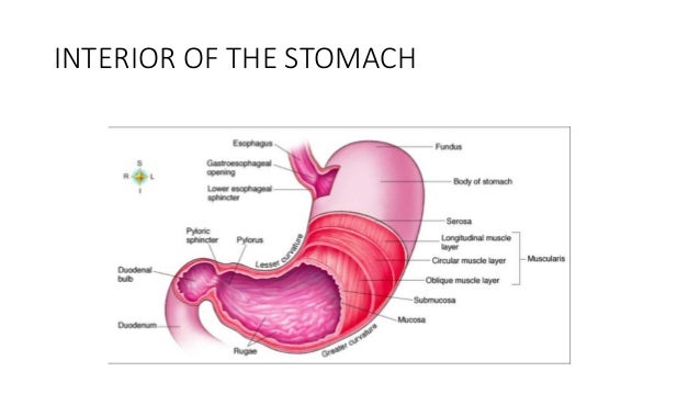 anatomy of stomach