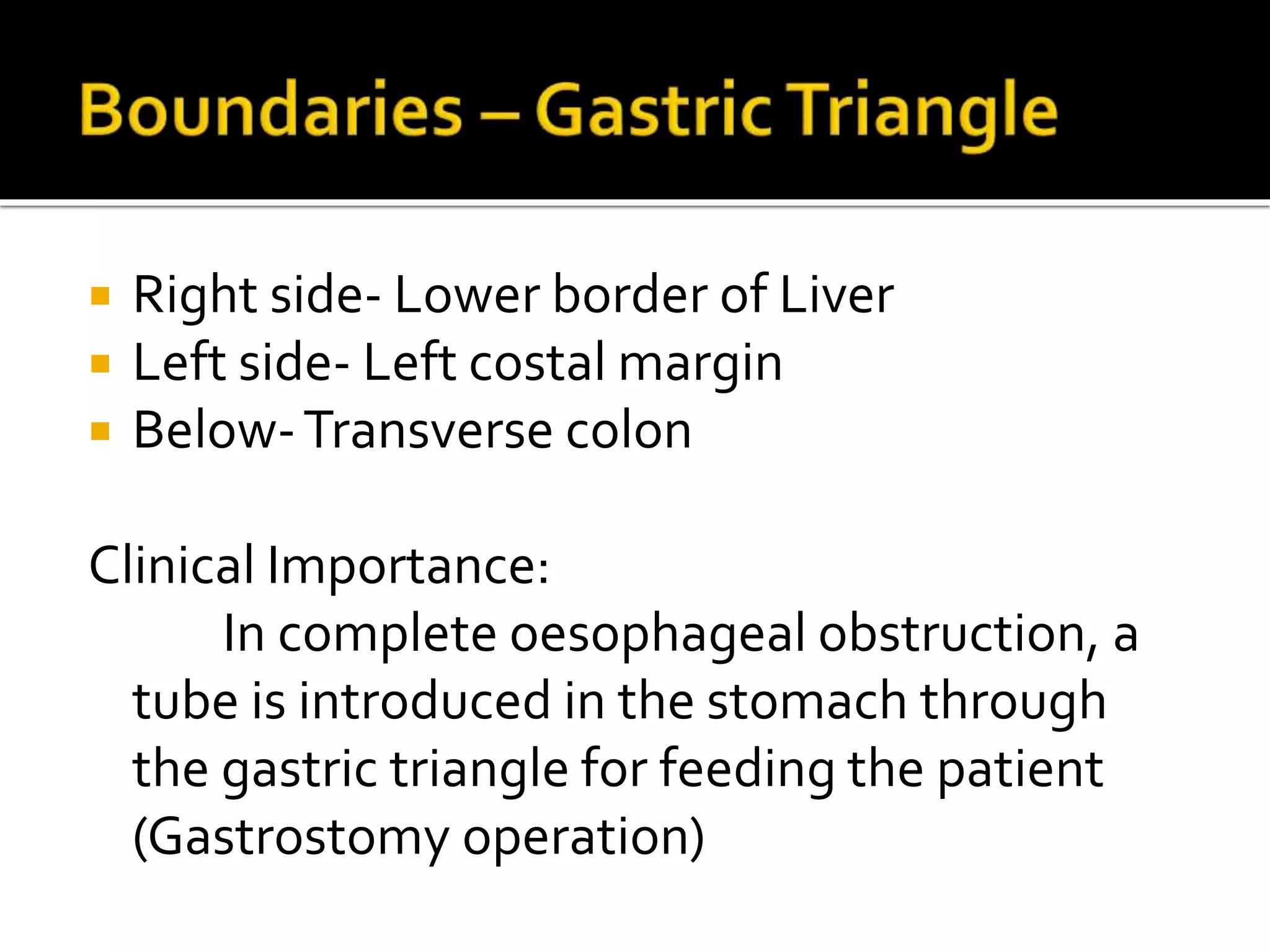  Right side- Lower border of Liver
Left side- Left costal margin
Below-Transverse colon
Clinical Importance:
In complete oesophageal obstruction, a
tube is introduced in the stomach through
the gastric triangle for feeding the patient
(Gastrostomy operation)