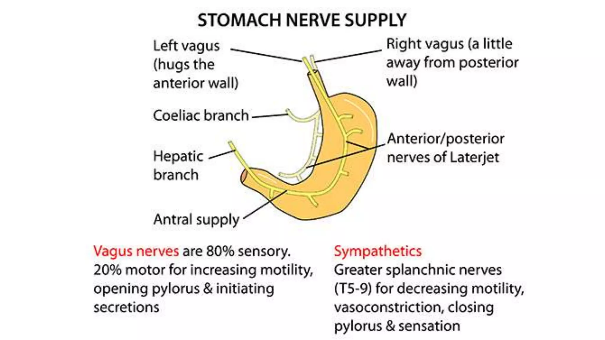 Anatomy of Stomach.pptx
